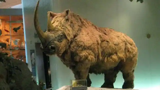 Melting Permafrost Has Revealed An Incredibly Preserved Woolly Rhino!