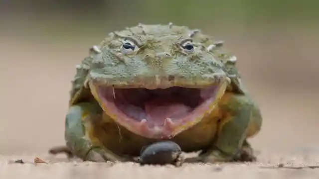 Fight Between a Frog And a Leopard Leads to a Surprising Result 