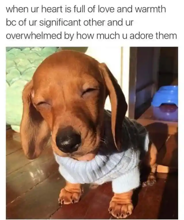 30 Adorable Dog Memes to Brighten Even the Darkest Days