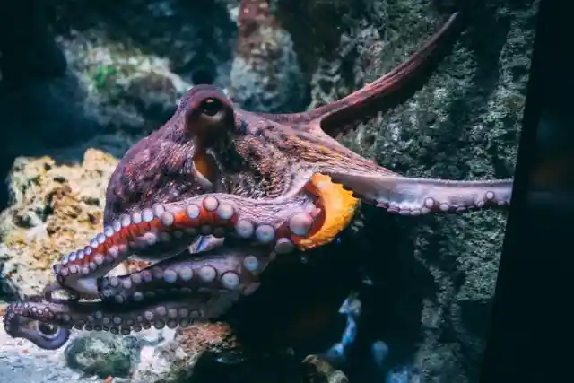 4 Fascinating Facts About The Octopus