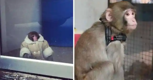 Meme Update: The IKEA Monkey