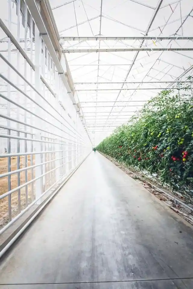 The World Of Vertical Farming