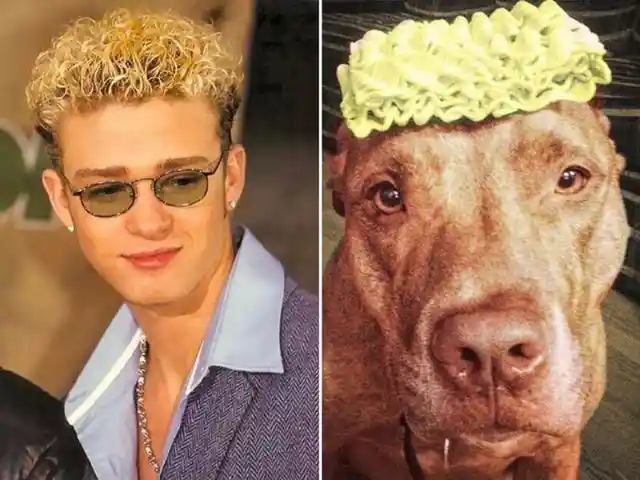 Celeb Doppelgangers You Can't Tell Apart + Animals That Totally Look Like Celebrities