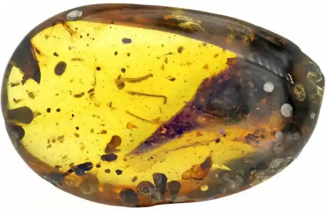 The Smallest Ever Dinosaur has been Found in Preserved Amber