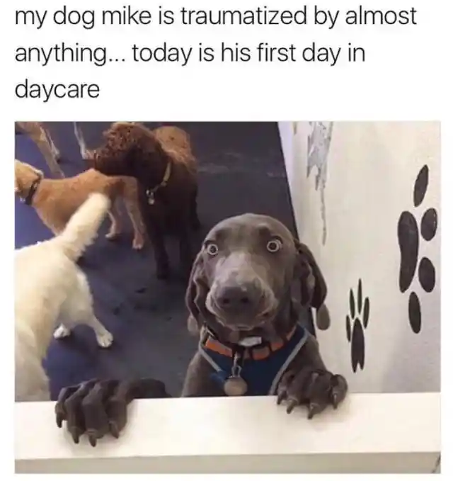 30 Adorable Dog Memes to Brighten Even the Darkest Days