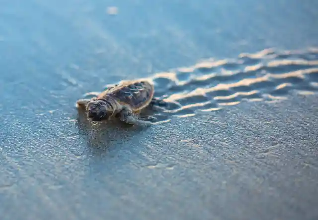 Sea Turtles Take Control of Lost Beaches Amid COVID-19 Outbreak