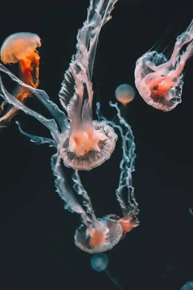 4 Facts About Jellyfish You Might Not Know