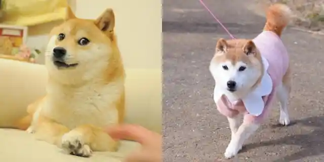Meme Update: Doge The Dog