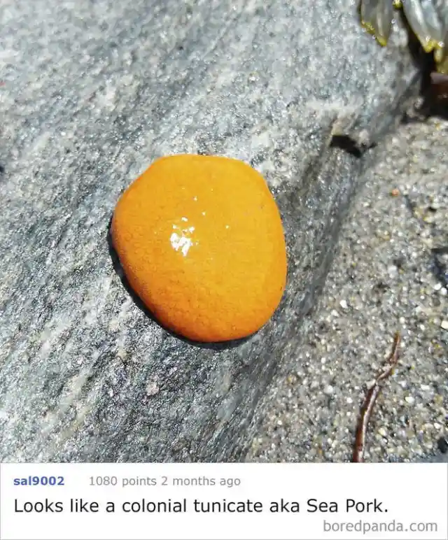 Users Post Puzzling Pictures, The Internet Answers.