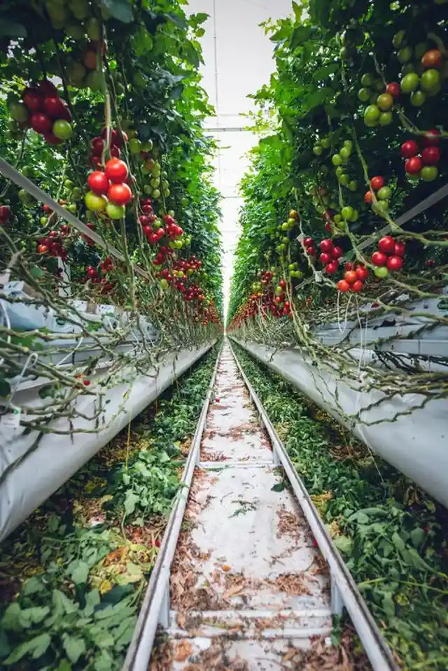 The World Of Vertical Farming