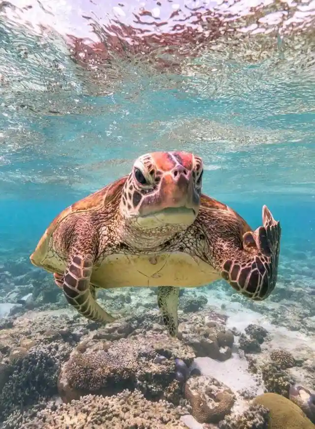 Photo Of Rude Sea Turtle Won First Prize At Comedy Wildlife Photography Awards