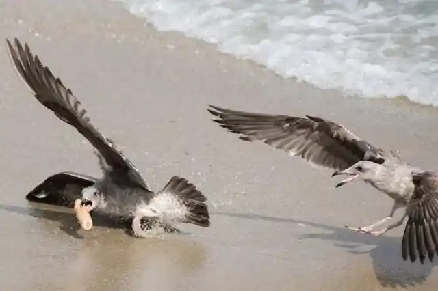 Two Seagulls Go To War – Over a Sex Toy