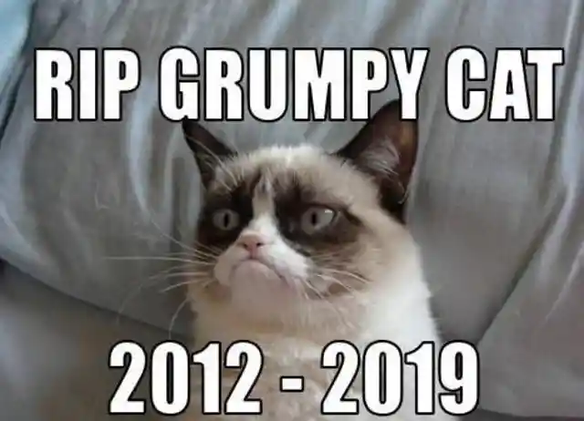 Meme Update: Grumpy Cat