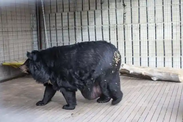 Overly Enthusiast Black Bear Put On a New Diet, Doesn't Like It Much 