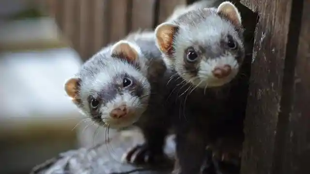 Five Fun Facts About Ferrets