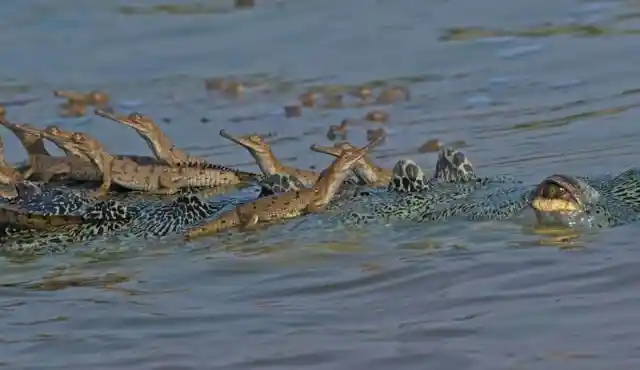 Have You Ever Seen a Crocodile Father Carrying Hundreds of Kids? Now You Can