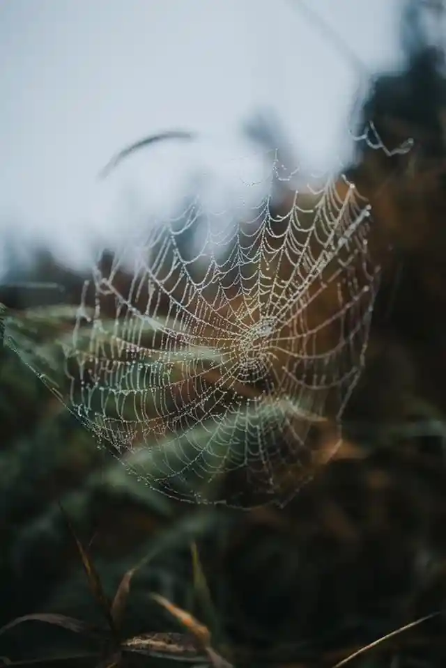 Studies Researching the Idea That Spiders Might Have Dreams