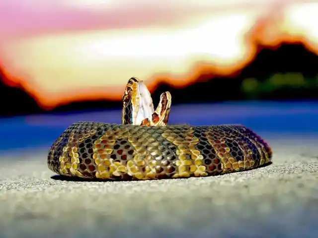 3 Venomous Snakes That Backpackers Need to Know About