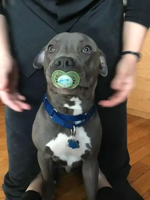 40 Pets Who Surprised Their Humans with Adorable Presents