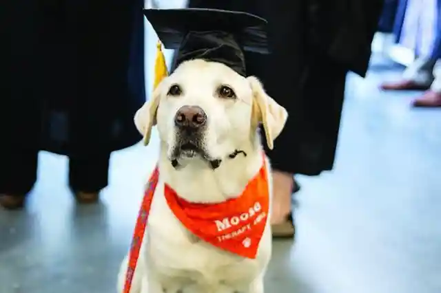 A Virginia Tech Therapy Dog Is Given An Honorary Degree For Helping Students