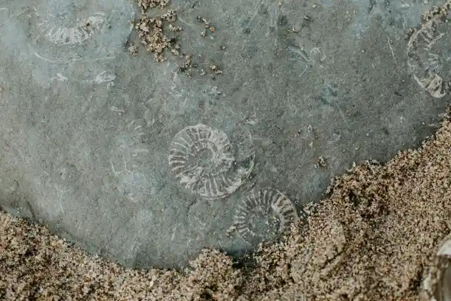 4 Intriguing Facts About Fossils