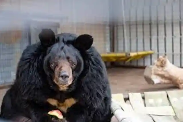 Overly Enthusiast Black Bear Put On a New Diet, Doesn't Like It Much 