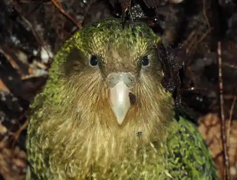 Technological Solutions being Researched to Save The Kakapo