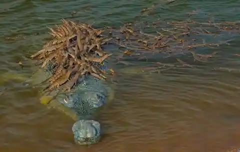 Have You Ever Seen a Crocodile Father Carrying Hundreds of Kids? Now You Can