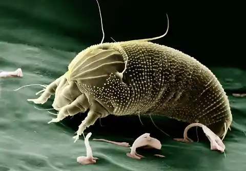 Microscopic Creatures Who Could Play a Major Role in Our Future
