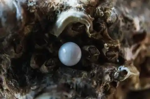 This Is How Pearls Are Formed