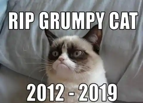 Meme Update: Grumpy Cat