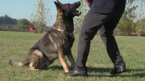 All Bark And No Bite: Former Police Dog Smells Something Off About Tree