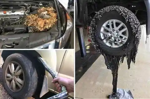 40 Ridiculous Things Found Inside Cars