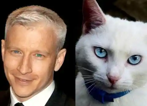 Celeb Doppelgangers You Can't Tell Apart + Animals That Totally Look Like Celebrities