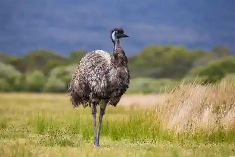 Woher kommt der Emu?