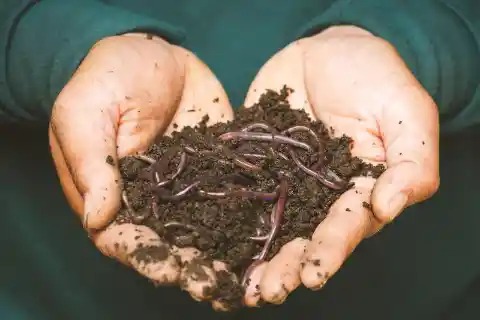 What is So Great About Worms?