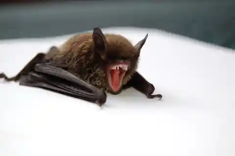 4 Common Myths About Bats Debunked