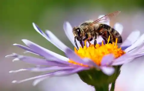Bees Understand Basic Mathematical Tasks