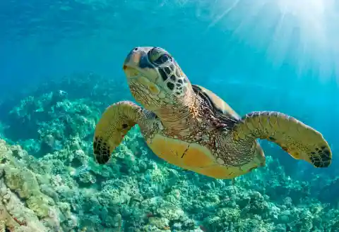 Sea Turtles Take Control of Lost Beaches Amid COVID-19 Outbreak