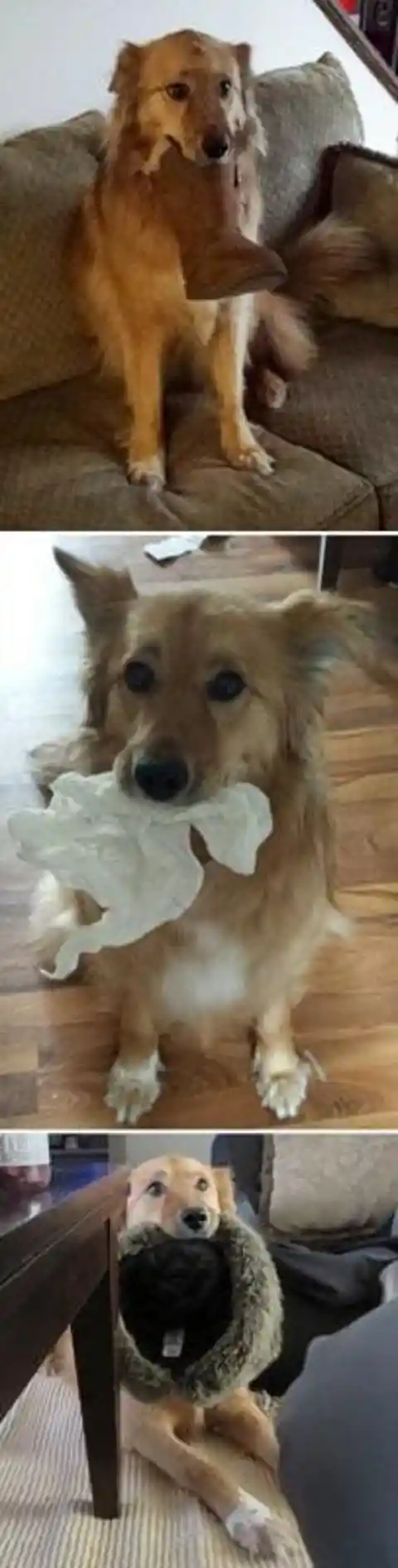 40 Pets Who Surprised Their Humans with Adorable Presents