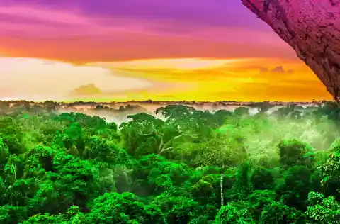 Wo befindet sich der größte Regenwald der Welt?
