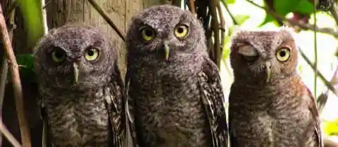 What is a large group of owls called?